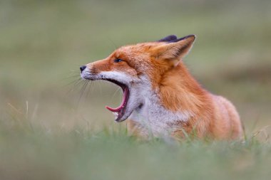 Vahşi kızıl tilki 