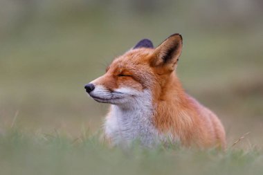 Vahşi kızıl tilki 