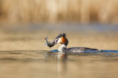 Balık ile büyük tepeli batağan 