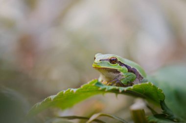 Avrupa ağaç kurbağası