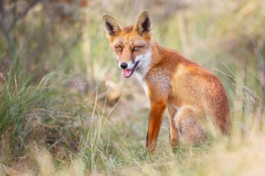 Vahşi kızıl tilki 