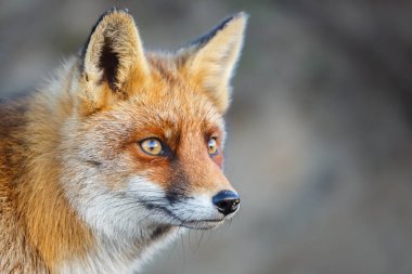 Vahşi kızıl tilki 