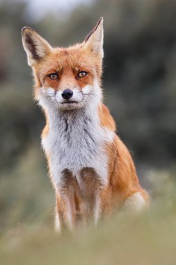 Vahşi kızıl tilki 