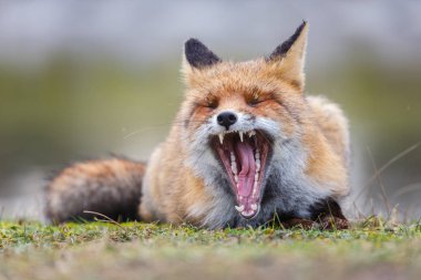 Vahşi kızıl tilki 