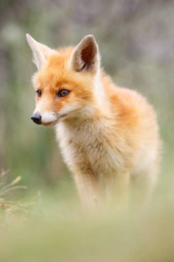 vahşi kızıl tilki yavrusu