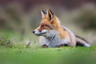 Vahşi kızıl tilki 