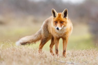 Vahşi kızıl tilki 