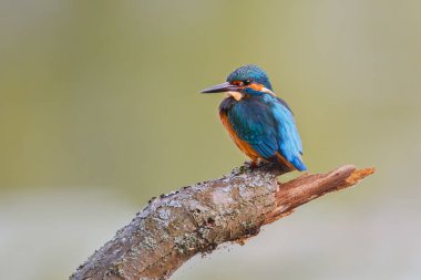 Daldaki Kingfisher Kuşu