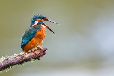 Daldaki Kingfisher Kuşu