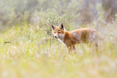 Vahşi kızıl tilki 