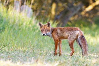vahşi kızıl tilki yavrusu