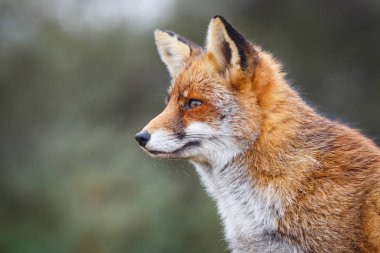 Vahşi kızıl tilki 