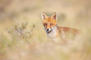 Vahşi kızıl tilki 