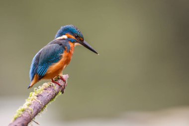 Daldaki Kingfisher Kuşu