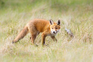 vahşi kızıl tilki yavrusu