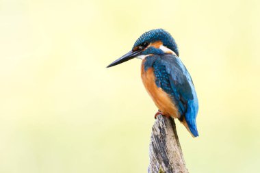 Daldaki Kingfisher Kuşu