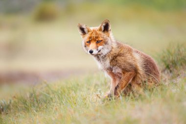 Vahşi kızıl tilki 