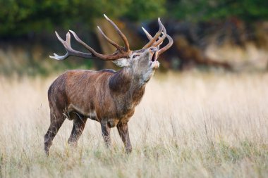 Kızıl geyik geyik kükreyen