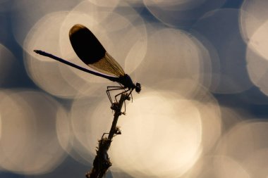 Kızböcekleri makro resmi