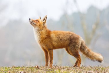 Vahşi kızıl tilki 