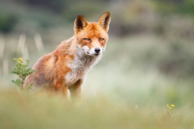 vahşi kızıl tilki yavrusu