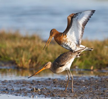 iki soyma godwits  