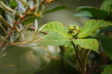 Avrupa ağaç kurbağası
