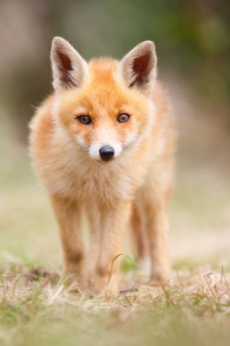 vahşi kızıl tilki yavrusu