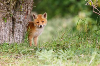 vahşi kızıl tilki yavrusu