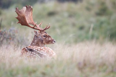 çiftleşme mevsiminde düşen geyik