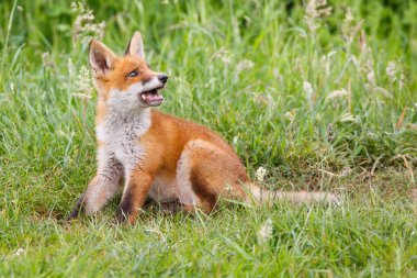vahşi kızıl tilki yavrusu