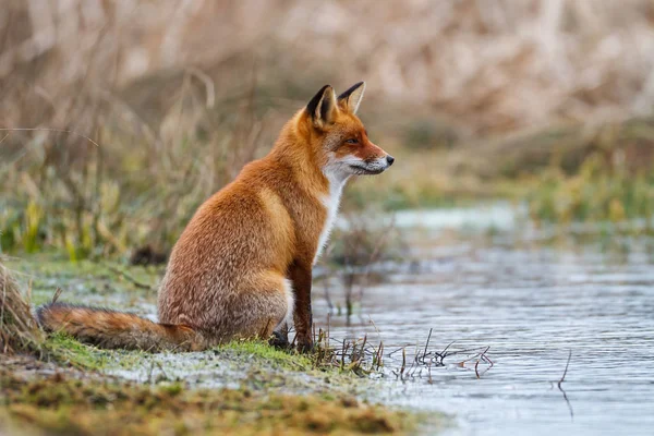Fox sitting near stream