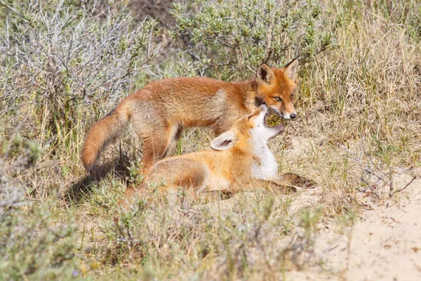 Два дико-красных лиса — стоковое фото