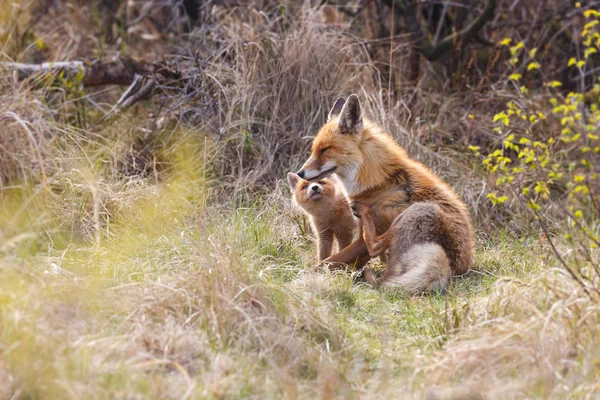 Červená liška s mládětem — Stock fotografie