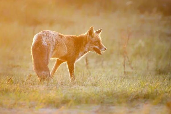 Dziki red fox o charakterze — Zdjęcie stockowe