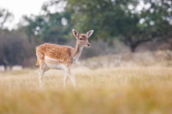 Damherten in de natuur — Stockfoto