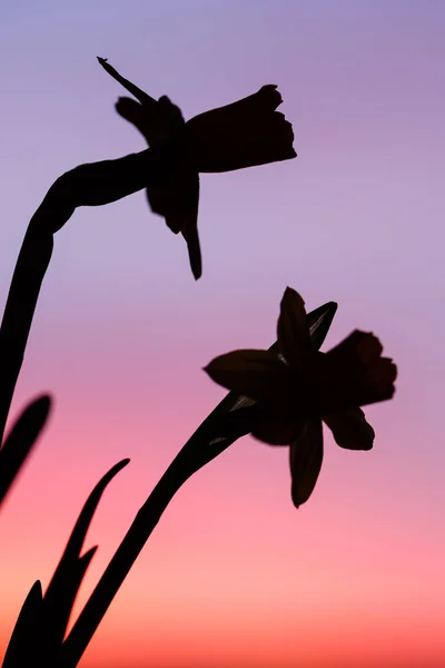 Daffodil flowers against color sky — Stock Photo, Image