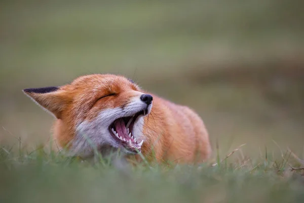 Wild red fox — Stock Photo, Image