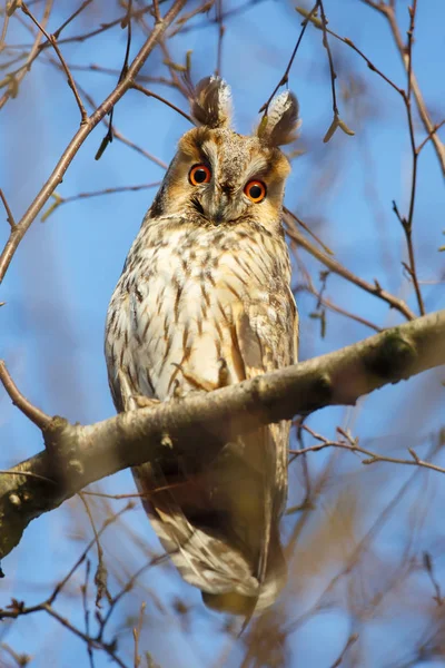 Hosszú füles owl — Stock Fotó