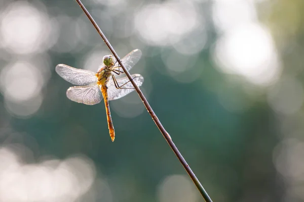 Macro image de demoiselle — Photo