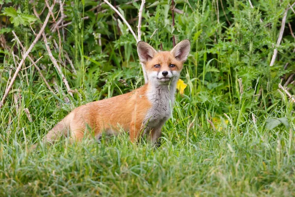 Wild red fox cub — Stock Photo, Image