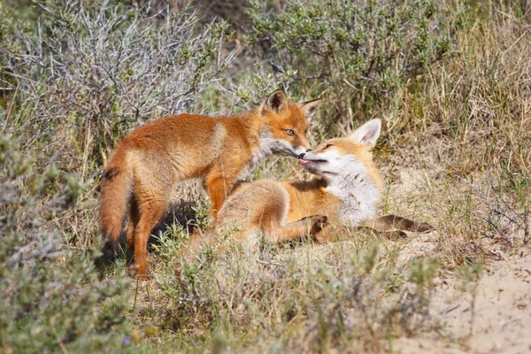 Twee wilde rode vos welpen — Stockfoto