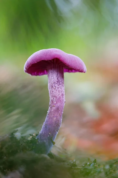 Cogumelo Laccaria amethystina — Fotografia de Stock