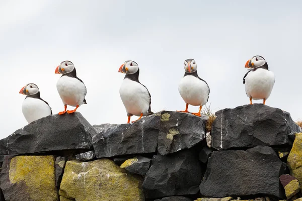 Five atlantic puffin birds — Stock Photo, Image