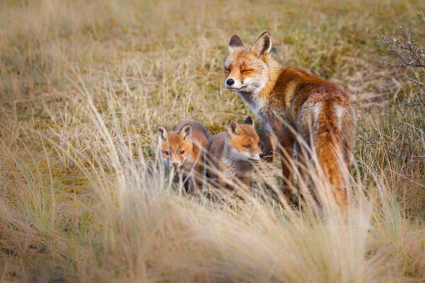 red fox with cubs