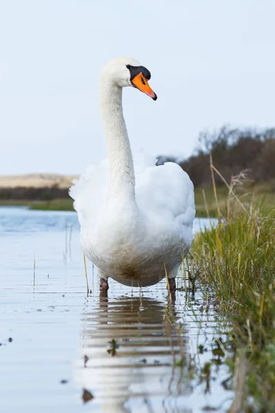 Oiseau cygne muet — Photo