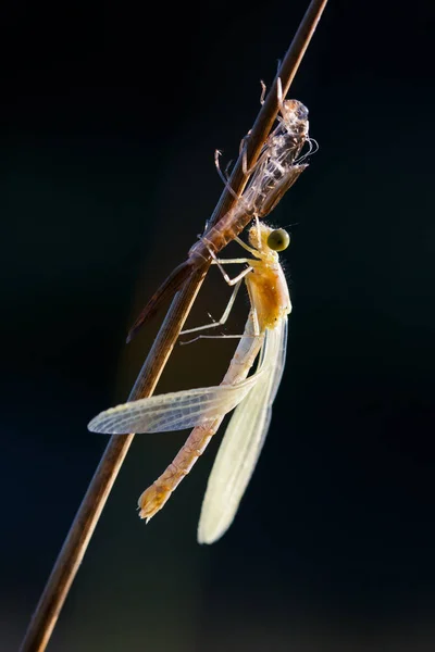 Macro imagem de damselfly — Fotografia de Stock