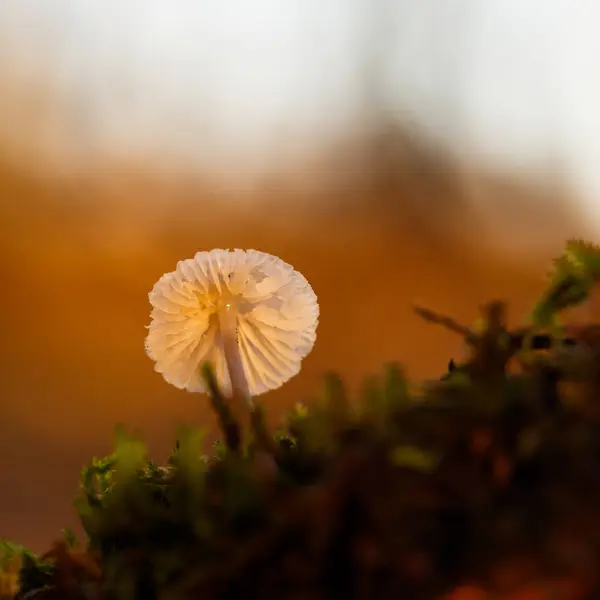 Close up de cogumelo na floresta — Fotografia de Stock