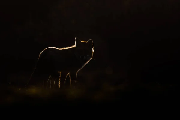 Silhouette di volpe rossa — Foto Stock