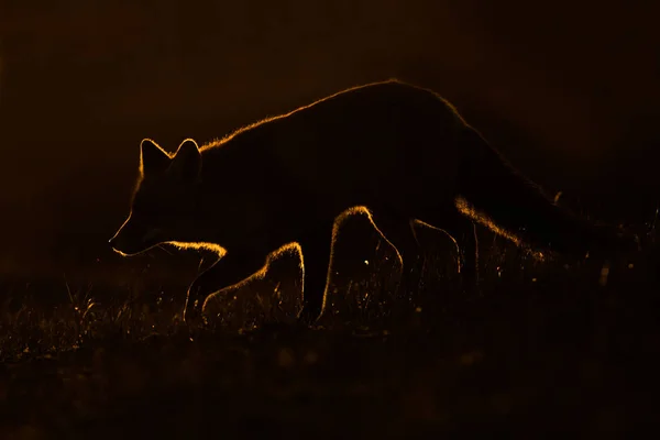 Силуэт красной лисы — стоковое фото